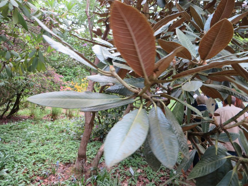 Rhododendron rex (2)